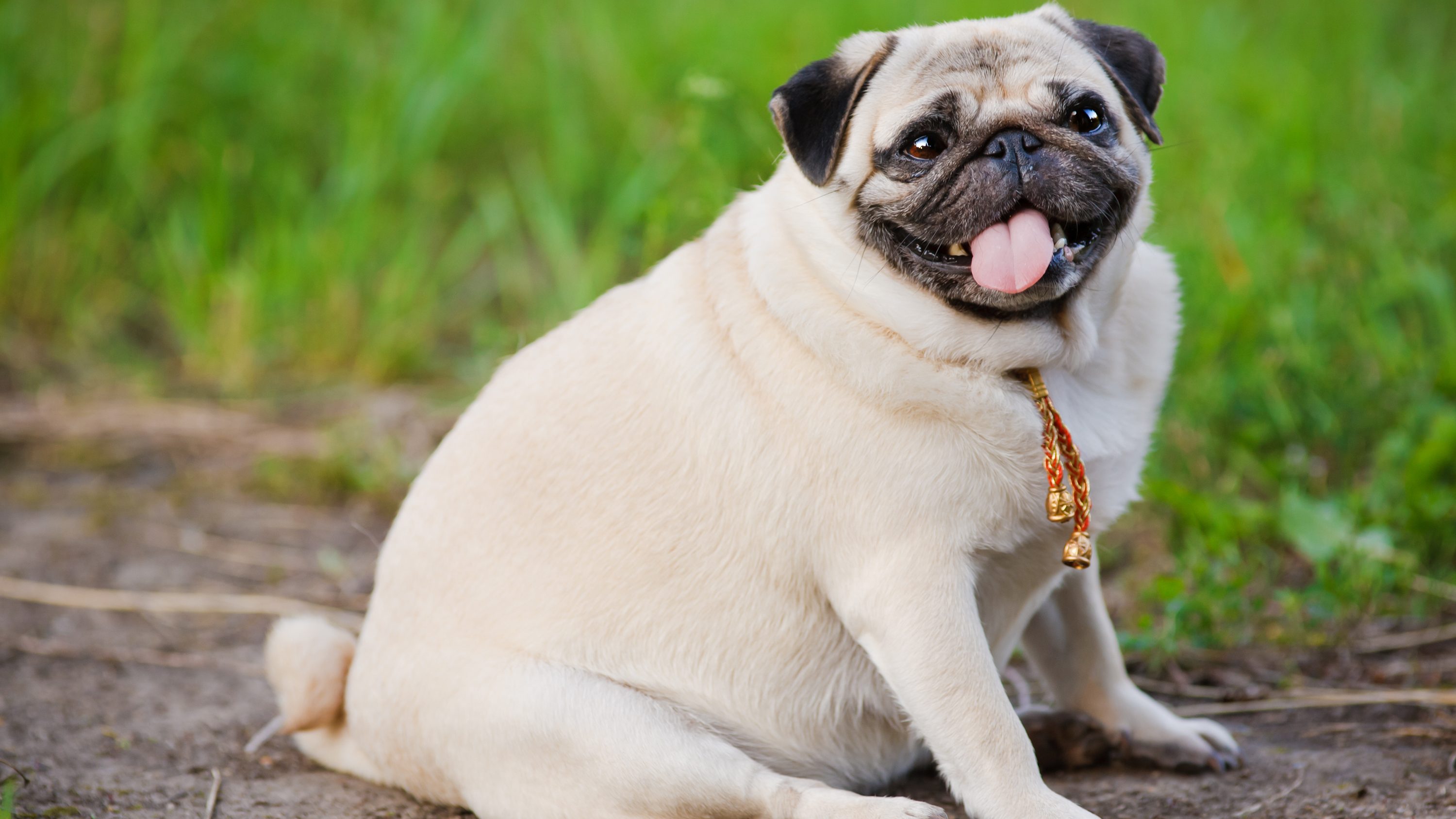 Selon une étude, les personnes en surpoids ont souvent des chiens trop gros
